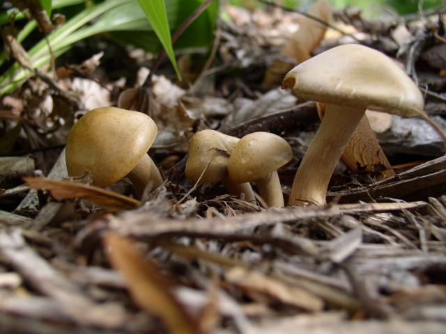 [Mushrooms]